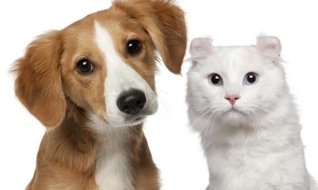 Perros o Gatos,.... he ahí el dilema Perros o Gatos,.... he ahí el dilema