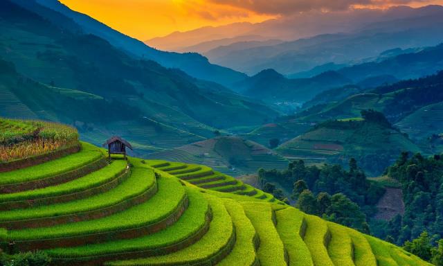 Día Internacional del Arroz