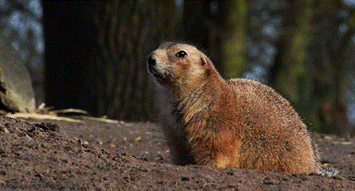 DÍA DE LA MARMOTA 2020