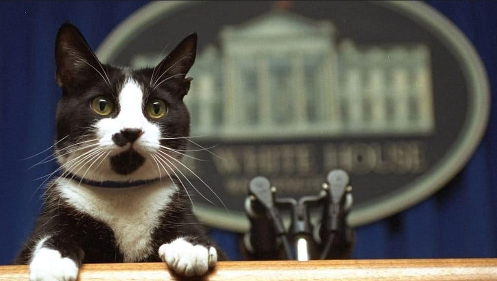 Día Internacional del Gato