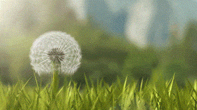 Make a Wish!