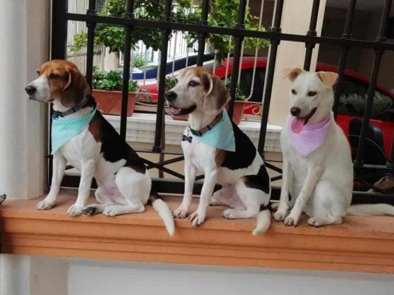 La aportación de un Perro a tu vida, que no sabías