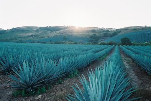 ¡Feliz Día del Tequila!
