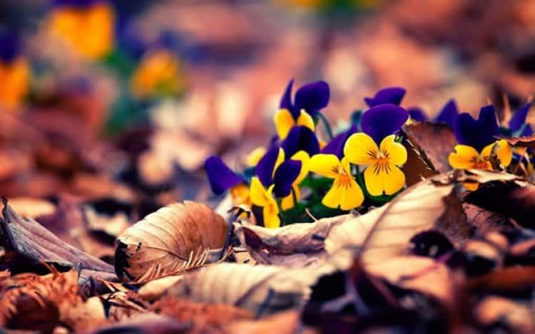 Hojas de Otoño y Flores de Primavera