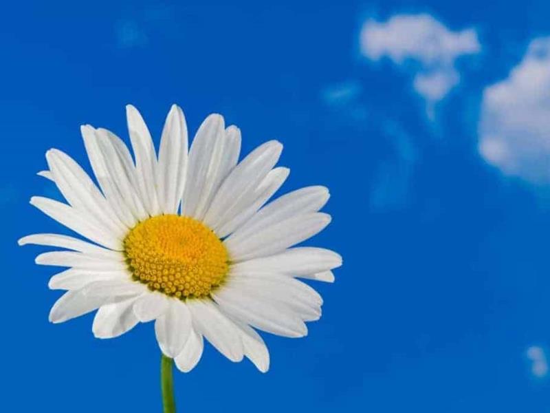 Las 19 cosas que no sabías de las Margaritas