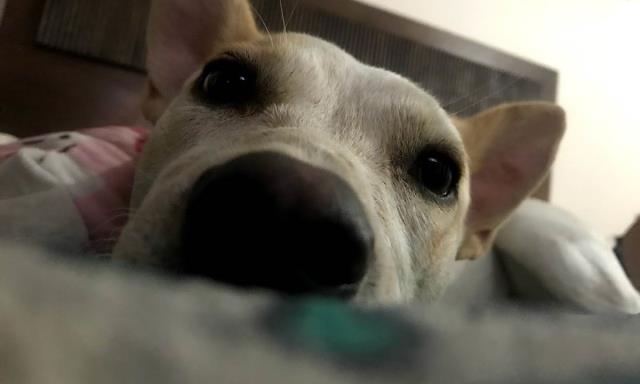 DÍA DEL PERRO SIN RAZA DÍA DEL PERRO SIN RAZA