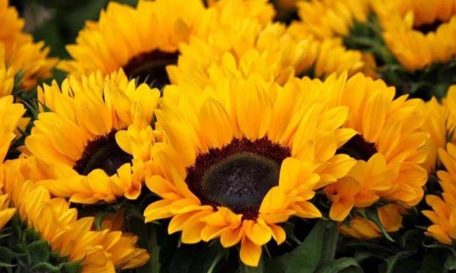 Día de Flores Amarillas