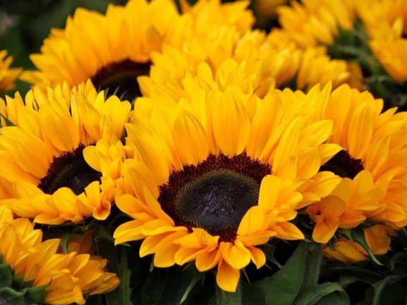 Día de Flores Amarillas