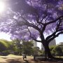 CDMX se viste de Jacarandas