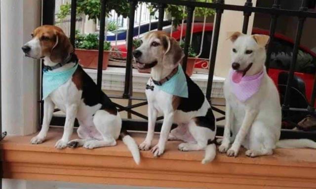 Lo que aporta un Perro a tu vida, que no sabías Lo que aporta un Perro a tu vida, que no sabías