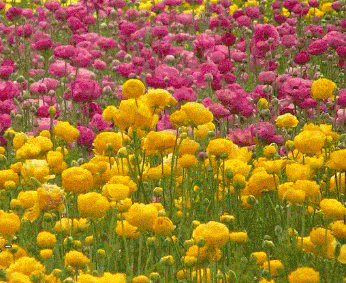 ¡Ya estamos en Primavera!